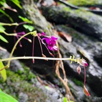 Impatiens janthina Thwaites